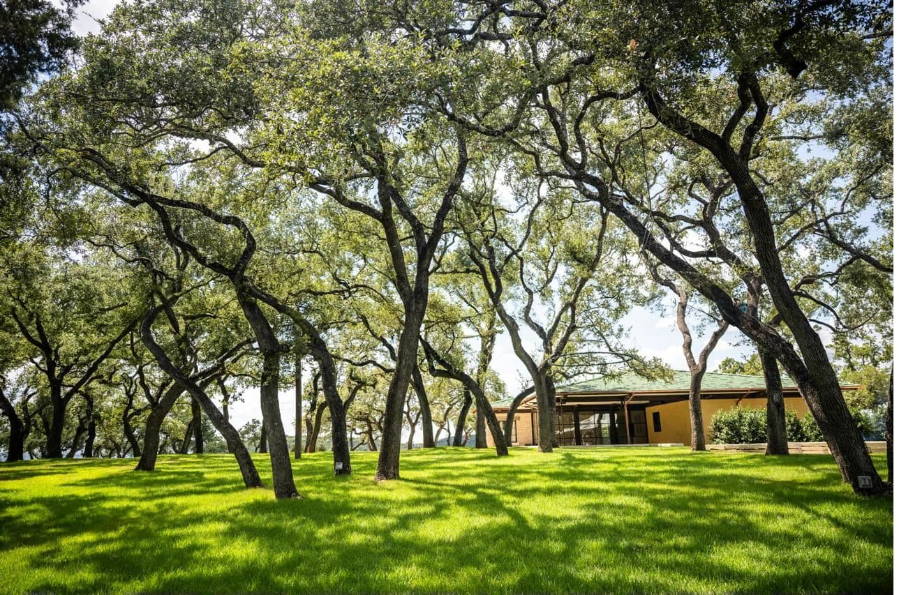Oak canopy with dappled sunlight across the Moon Flower Hill grounds